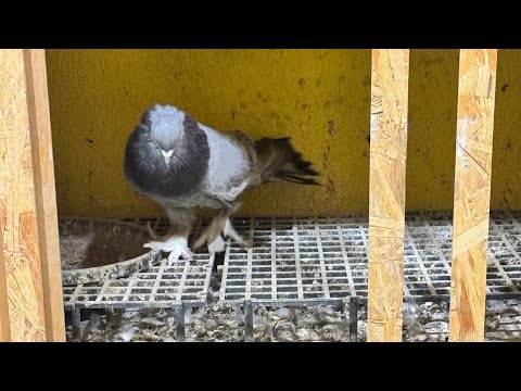 Видео: Паровка для друзей 🕊️ универсальные солдаты покаряют сердца ❤️ спасибо за доверие 🤝7 октября 2025 г.