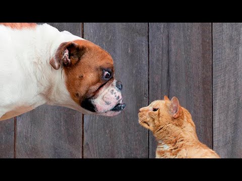 Видео: 🐕 Я тебя не боюсь! 😺 Смешное видео с собаками, кошками и котятами! 😸