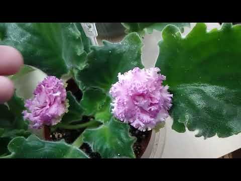 Видео: Фиалка ЛФ-Клевер,  АВ-Нежный Зверь, Фея (Дадоян),  Мария (Дадоян), Ян-Менуэт (Пуминова) .