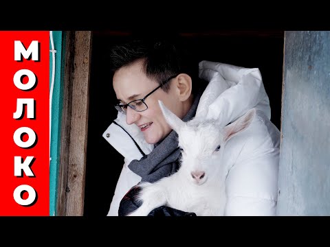 Видео: МОИ СЕКРЕТЫ ЗОЖ. ПИТЬ ИЛИ НЕ ПИТЬ МОЛОКО? ЕДА КАК ЛЕКАРСТВО. НАТАЛЬЯ ГРЭЙС #зож #здоровье #молоко