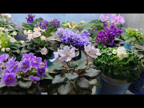 Видео: Обзор фиалок на полочке.🌺Обзор Новеньких. Посылка с хойями🌿