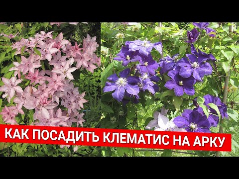 Видео: Как посадить клематис на арку