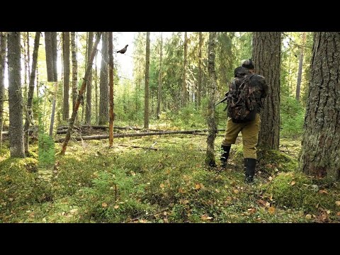 Видео: Летят со всех сторон! Охота осенью в тайге на рябчика с мелкашкой и ружьём.