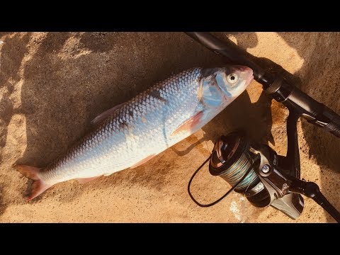 Видео: Морская рыбалка осенью / Кутум / Каспийское море