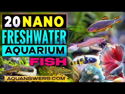 Видео: 20 крошечных пресноводных аквариумных рыбок, которые остаются маленькими — идеально подходят для ...