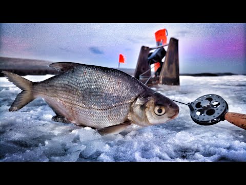 Видео: ЛЕЩ НА БЕЗМОТЫЛКУ. ОТДАЙ УДОЧКУ! ЛОВЛЯ НА ЧЁРТИКА