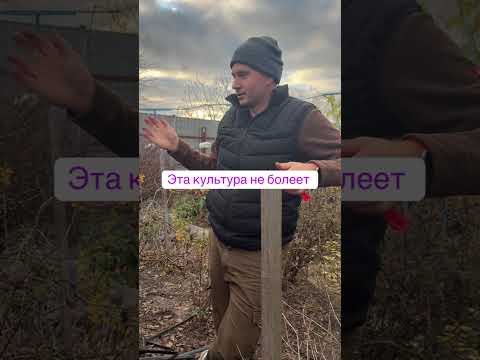 Видео: ЖИМОЛОСТЬ ИНФОРМАЦИЯ ДЛЯ НОВИЧКА 