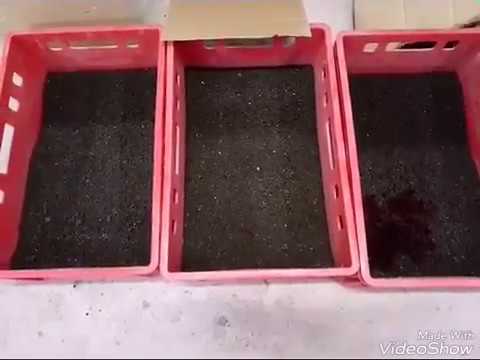 Видео: Дендробена. Выманивание червя без просейки.