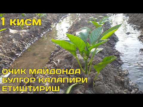 Видео: ОЧИК МАЙДОНДА БУЛГОР КАЛАМПИРИ ЕТИШТИРИШ/ochiq maydonda bulgor qalampiri 25-may, 2021