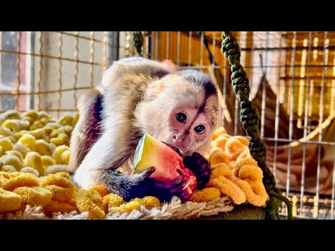 Видео: ЭТО ТАК СМЕШНО! Анфиса ПЫТАЕТСЯ ОТОБРАТЬ у Финика арбуз, но у нее ничего не получается!))