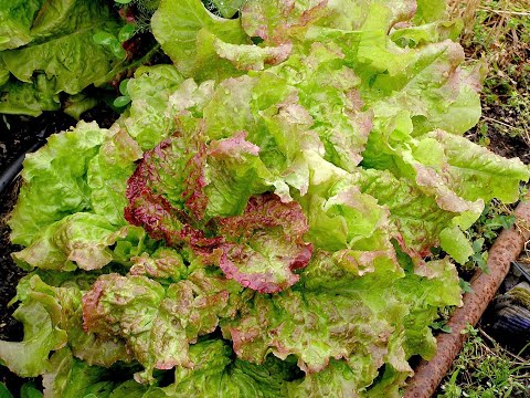 Видео: НОВИНКИ МОЕГО ОГОРОДА И САДА: 25 МАЯ.