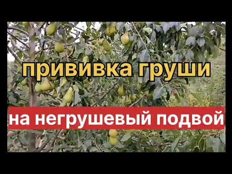 Видео: Прививка груши на негрушевый подвой