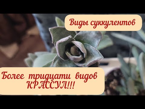 Видео: #мояколлекция #обзор Крассул из коллекции суккулентов! Больше тридцати видов! # видыкрассул