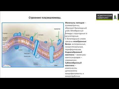 Видео: 2.  Цитология