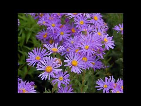 Видео: Аплікація "Осінні квіти" (старша група)