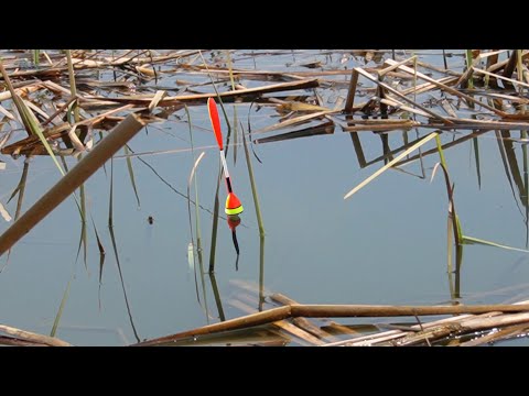 Видео: Карась На Поплавок! Наловил карасей! Рыбалка в мае.