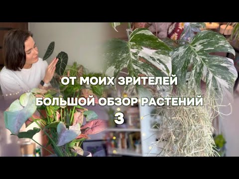 Видео: Большой обзор растений от подписчиков 3💚