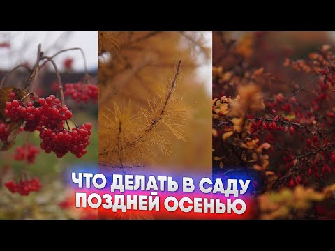 Видео: Что делать в саду поздней осенью