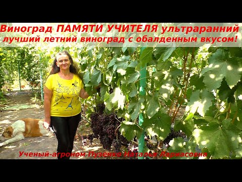 Видео: Виноград ПАМЯТИ УЧИТЕЛЯ  лучшая форма лета, медово-фруктовый вкус ягод и крупные грозди!