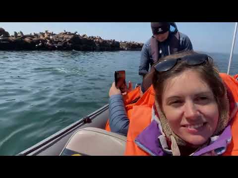 Видео: Сивучи, Невельск, Сахалин, май 2023