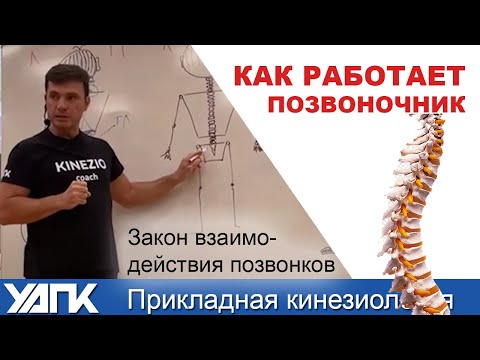 Видео: Закон взаимодействия сегментов позвоночника (Г.Кирдогло)