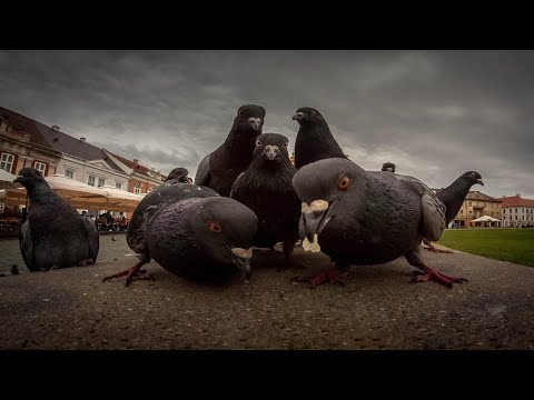 Видео: ТИК ТОК | МЕМЫ | (ЧАСТЬ 43)