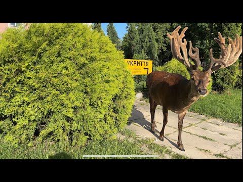 Видео: Борис гуляє по центру селища #irysik3076 #deer #animals #олень #оленьборис #оленьборя  #оленьборька