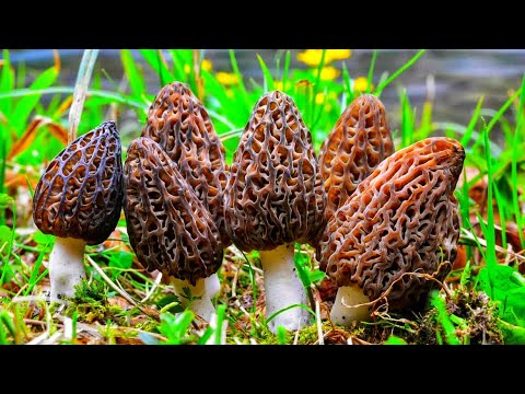 Видео: ПЕРВЫЕ ВЕСЕННИЕ ГРИБЫ СМОРЧКИ! ВСЕ МЕСТА ПРОИЗРАСТАНИЯ ГРИБОВ СМОРЧКОВ