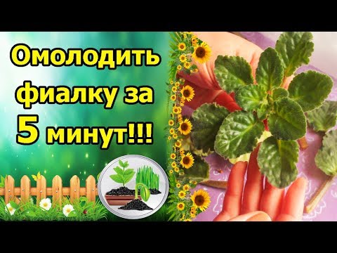 Видео: НОВАЯ ФИАЛКА ЗА 5 МИНУТ!!! ОМОЛОЖЕНИЕ СТАРОЙ ФИАЛКИ С ГИДРОГЕЛЕМ, УКОРЕНЕНИЕ ГОЛОВЫ!