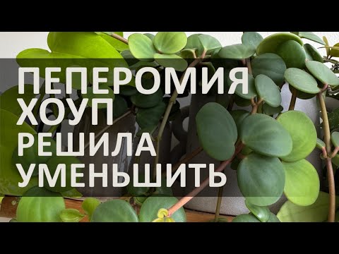 Видео: ПЕПЕРОМИЯ ХОУП СПУСТЯ ДВА ГОДА/СНОВА ПЕРЕСАЖИВАЮ