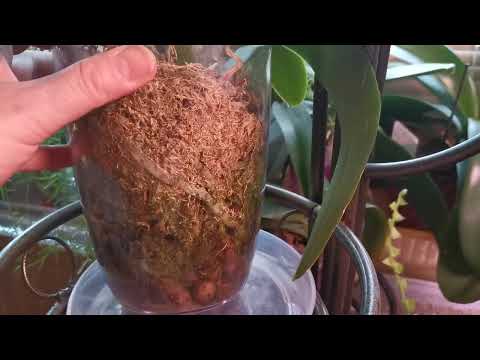 Видео: Правильный полив орхидеи в зимний период, посаженной в закрытую систему. Есть небольшие нюансы.