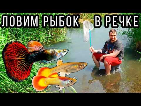 Видео: ГуппиБах! Ловим аквариумных рыбок Гуппи в обычной реке! guppy bach