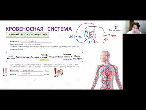 Видео: Лекция 47  Сердце2