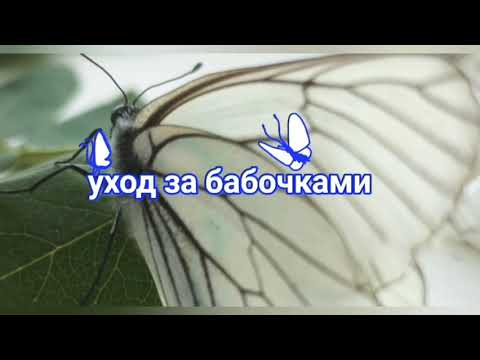 Видео: уход за бабочками