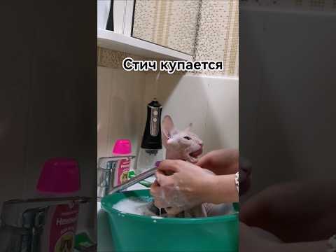 Видео: как купается Стич 26.08.25 #catshorts #cat #кот #sphinx #sphynxkitten #sphynxfamily #купание котёнка