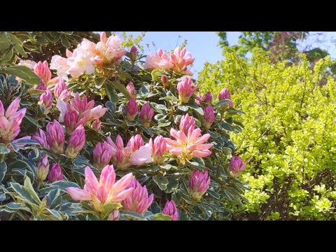 Видео: Цветущий сад прекрасное место для отдыха. Умиротворяющая музыка и пение птиц.