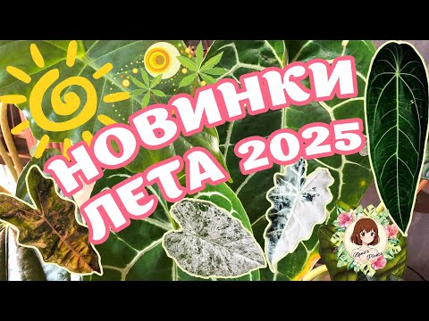Видео: 🔥 НОВИНКИ ЛЕТА 2025: ВАРИЕГАТНЫЕ АЛКИ И ДРУГИЕ КРАСОТКИ 😉 #обзор #новинки #plants #alocasia