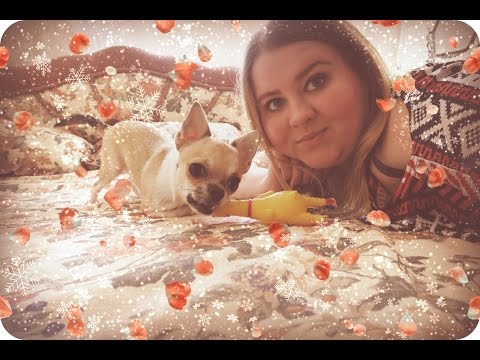 Видео: Его зовут Марсель! Мой рассказ о породе Чихуа-Хуа.