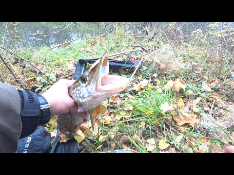 Видео: Ловля щуки на удочку на живца! Щука на поплавок осенью! Avendator в деле!