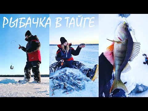 Видео: ЧЕРЕЗ НАЛЕДЬ ЗА ШИКАРНЫМ УЛОВОМ! Таежное озеро ХМАО-Югры раздает поклевки голодного окуня!