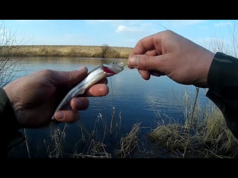 Видео: Корюшка. Калининградская обл. Славский район поселок Мостовое