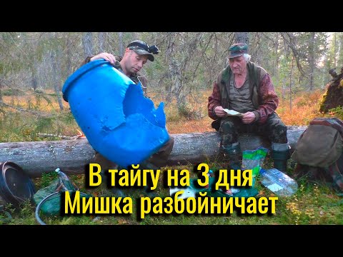 Видео: В тайгу на 3 дня. Осенняя охота на боровую 2025. Мишка разбойничает.