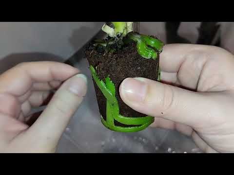 Видео: Новые покупки. Орхидеи из «Лемана про»