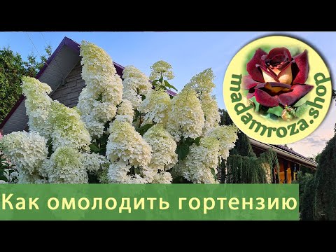 Видео: Омолаживающая обрезка метельчатой гортензии