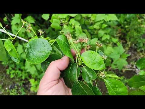 Видео: Сорт груши Просто Мария, Чижовская, Патен, Кудесница и др. весна 2023г