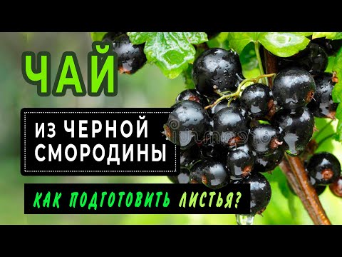 Видео: ЧАЙ из черной смородины. Как правильно подготовить листья?