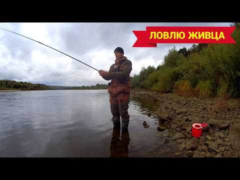 Видео: КАК БЫСТРО НАЛОВИТЬ ЖИВЦА НА УДОЧКУ. Бычки на мормышку.