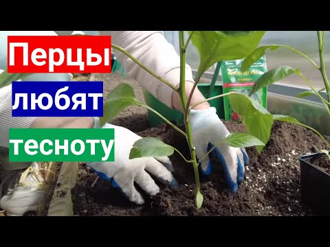 Видео: Перцы любят тесноту - схема посадки перца в теплицу.