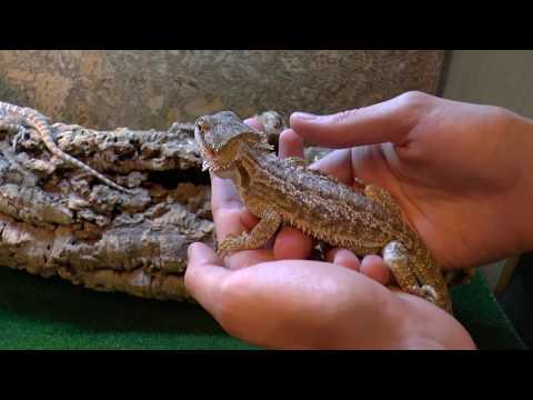 Видео: Приручение ящериц и кормление с рук