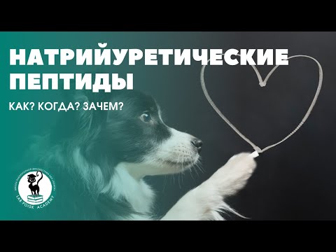 Видео: Натрийуретические пептиды. Как? Когда? Зачем?